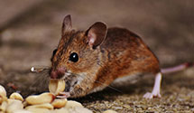 24 Hour & Emergency Exterminators in Zenda, KS
